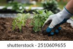 planting a small plant in a garden bed.