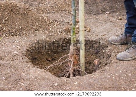 Planting and staking a bare root tree in a hole in a UK garden. Chanticleer ornamental pear standard tree.