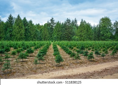 Planting stock of pine trees at the road