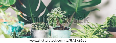 Planting succulent plant in the new marbled color planter, turquoise blue or green mint color, the process of creation of the indoor garden, banner size