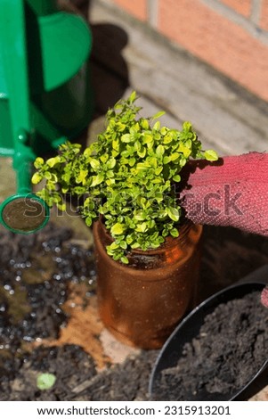Planting thyme, Archer's gold, in a gilded copper planter. Grow your own concept Foto stock © 