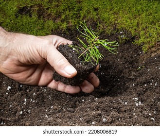 Planting A Tiny Pine Seedling In Fertile Land