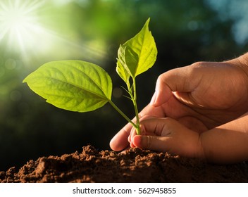 Planting together concept. Kid and father hands planting young tree over green background and sunlight in morning time - Shutterstock ID 562945855