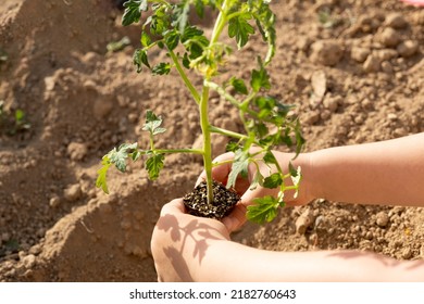 Planting Tomato Seedlings, Child Hands Planting Tomato Seedlings. Gardening And Planting In Spring. Family Activity Concept. Teaching Children Organic Garden. Preschool Child Hands On Soil Background.