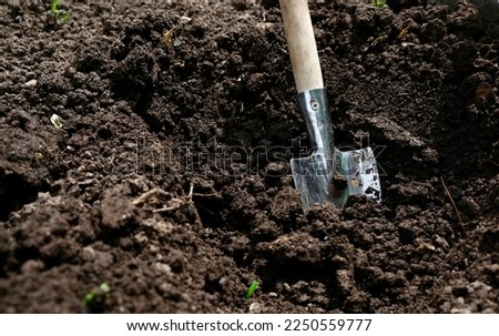 Planting tomato seedlings. Gardening. Farmer planting tomatoes seedling in organic garden. a shovel in the ground
