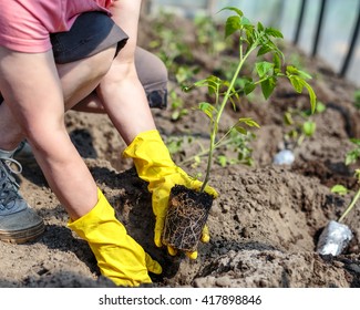 Planting Tomatoes