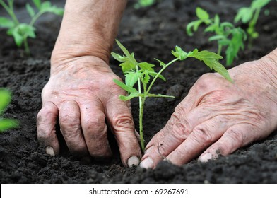 Planting A Tomatoes  Seedling