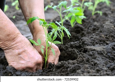 Planting A Tomatoes Seedling