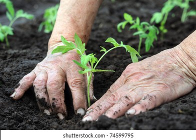 Planting A Tomatoes Seedling