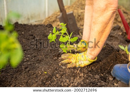 Planting a tomatoes seedling, woman hands in colorful gloves