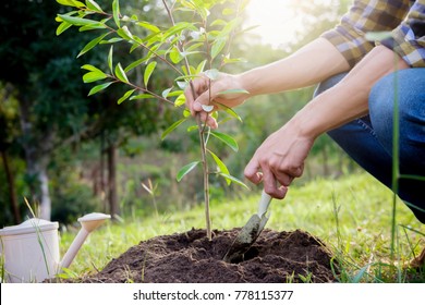Planting tree  Close  up young man planting the tree  then watering the tree  Environment   ecology concept