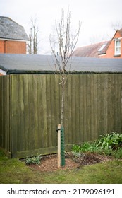 Planting Tree In UK Garden In Winter. Chanticleer Ornamental Pear With Stake And Tree Guard