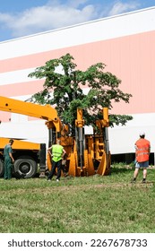 Planting of tree using tree spade specialized machine for transplanting and transport trees