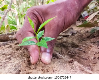 Planting Trees Agar Fragrant Trees Stock Photo 1506728447 | Shutterstock