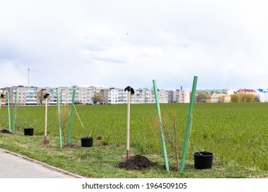 Planting Trees Along The Road Outside The City. Preparation For Planting Trees. Young Saplings Of Trees With A Shovel And Bucket. Landscaping. Environmental Protection.