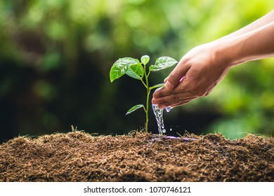 Planting trees growth passion fruit and hand Watering in nature Light and background - Shutterstock ID 1070746121