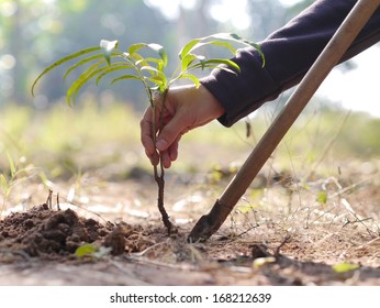 Planting Trees To Save The World.