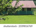 Planting trees at the school to create shade and a lush environment.