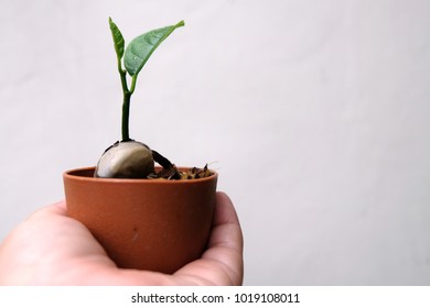 Planting trees Seed propagation, Is a jackfruit Planted into a small pot, The leaves are gradually growing, using the handle to clearly see.