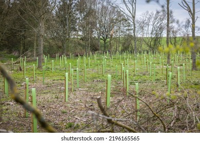 Planting trees in a UK woodland. Tree saplings with guards growing in a managed woodland area