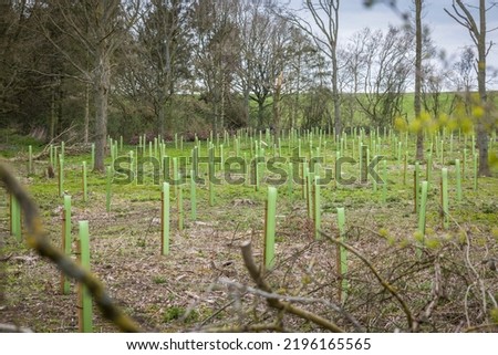 Planting trees in a UK woodland. Tree saplings with guards growing in a managed woodland area