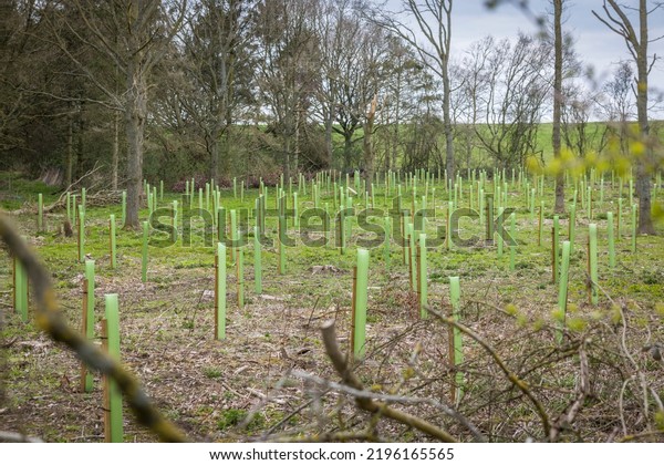 Planting trees in a UK woodland.\
Tree saplings with guards growing in a managed woodland\
area