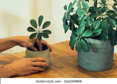 Planting a tropical plant scion (schefflera) in a pot on a wooden table - Shutterstock ID 1666584808