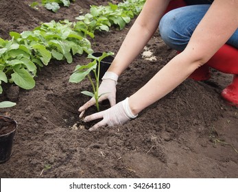 Planting Vegetables