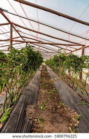 Similar – Tomaten Gewächshaus