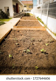 Gemüsepflanzung auf Gartentischen für Kindergartenkinder.