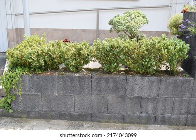 Planting Wall With Boxwood Bushes