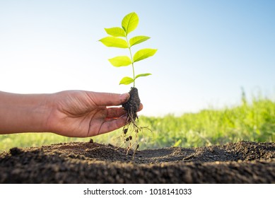 planting and watering seedlings, ecology concept - Shutterstock ID 1018141033