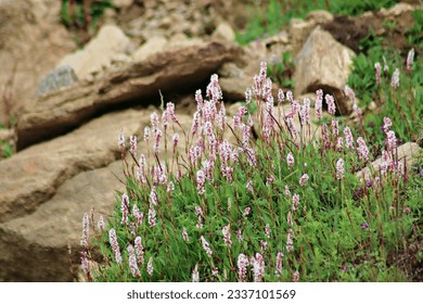 Planting wildflowers will turn your lawn into a pollinator paradise. Wildflowers offer food and habitat so that you can watch a parade of butterflies, bees, birds, and beneficial insects. - Powered by Shutterstock