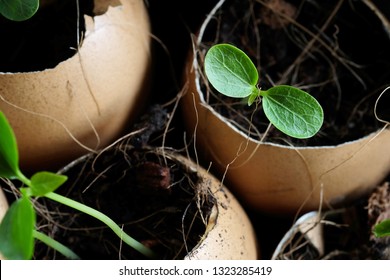Egg Shells Garden Images Stock Photos Vectors Shutterstock