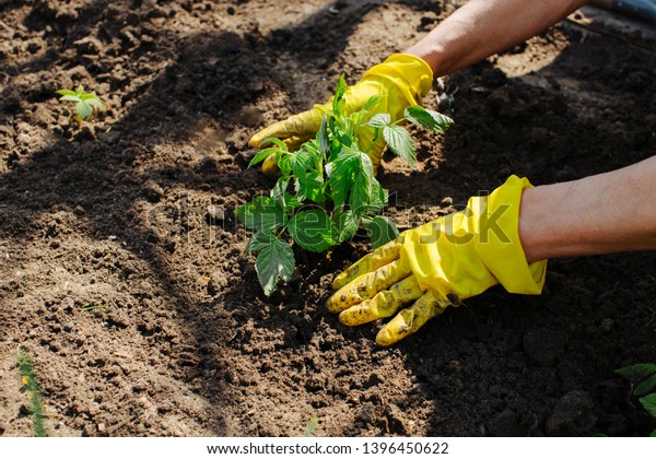 planting a young raspberry plant in the ground\
and the careful hands of a woman in yellow garden gloves carefully\
dropping a sprout. side view, close-up. Earth Day and Forest\
conservation concept