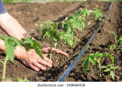 Planting young tomato seedlings in the garden. Close-up of young hands of a farmer with a green sprout in the garden bed. Seasonal planting of seedlings of vegetable crops. - Shutterstock ID 1908484558