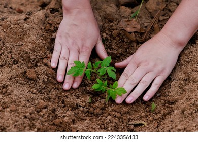 Planting young tomato seedlings in the ground.