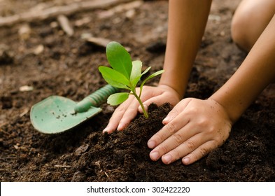 Planting Young Tree By Kid Hand On Back Soil As Care And Save Wold Concept