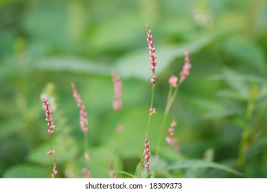 Plants