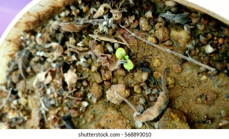 plants