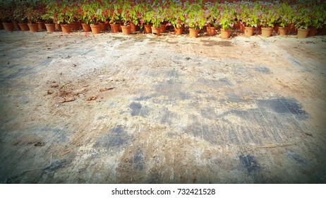 plants