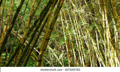 Plants In Akaka Falls State Park