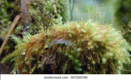 Plants In Akaka Falls State Park