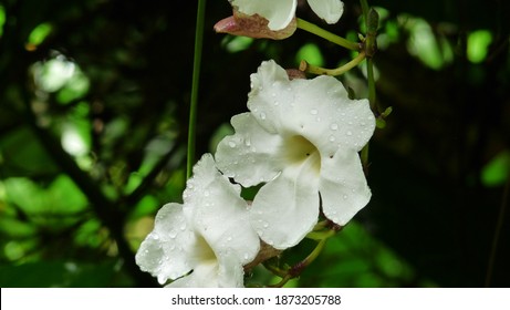 Plants In Akaka Falls State Park