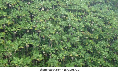 Plants In Akaka Falls State Park