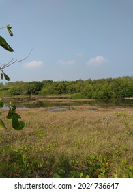 Plants Around Tirang Beach, Semarang