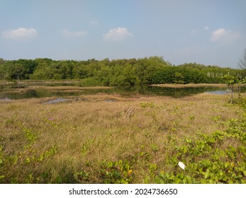 Plants Around Tirang Beach, Semarang