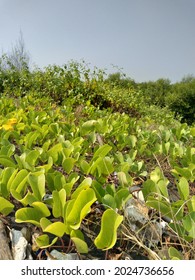 Plants Around Tirang Beach, Semarang