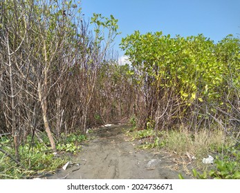 Plants Around Tirang Beach, Semarang