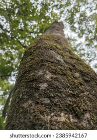 plants attached to tree trunks
